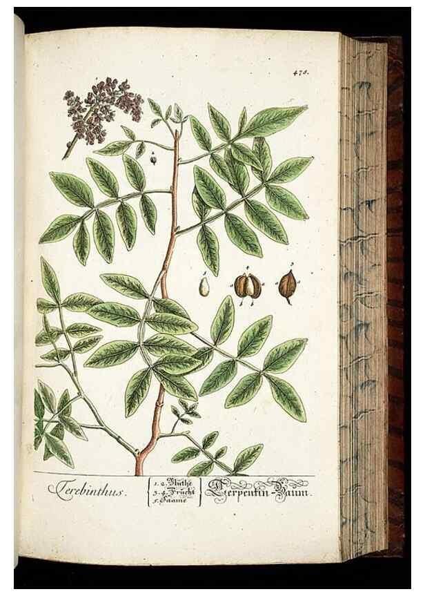 Reproducción/Reproduction 8430056382: Herbarium Blackwellianum emendatum et auctum, id est, Elisabethae Blackwell collectio stirpium. Norimbergae : Typis Io. Iosephi Fleischmanni, 1750-1773.