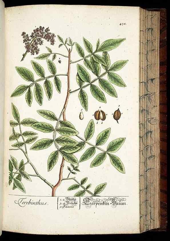Reproducción/Reproduction 8430056382: Herbarium Blackwellianum emendatum et auctum, id est, Elisabethae Blackwell collectio stirpium. Norimbergae : Typis Io. Iosephi Fleischmanni, 1750-1773.