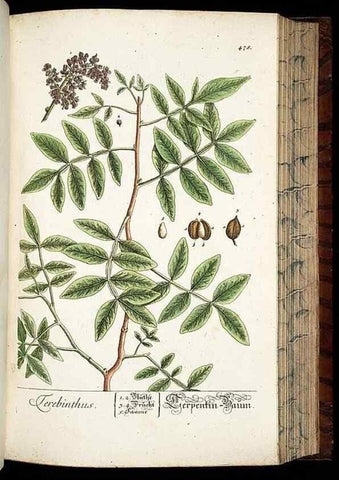 Reproducción/Reproduction 8430056382: Herbarium Blackwellianum emendatum et auctum, id est, Elisabethae Blackwell collectio stirpium. Norimbergae : Typis Io. Iosephi Fleischmanni, 1750-1773.