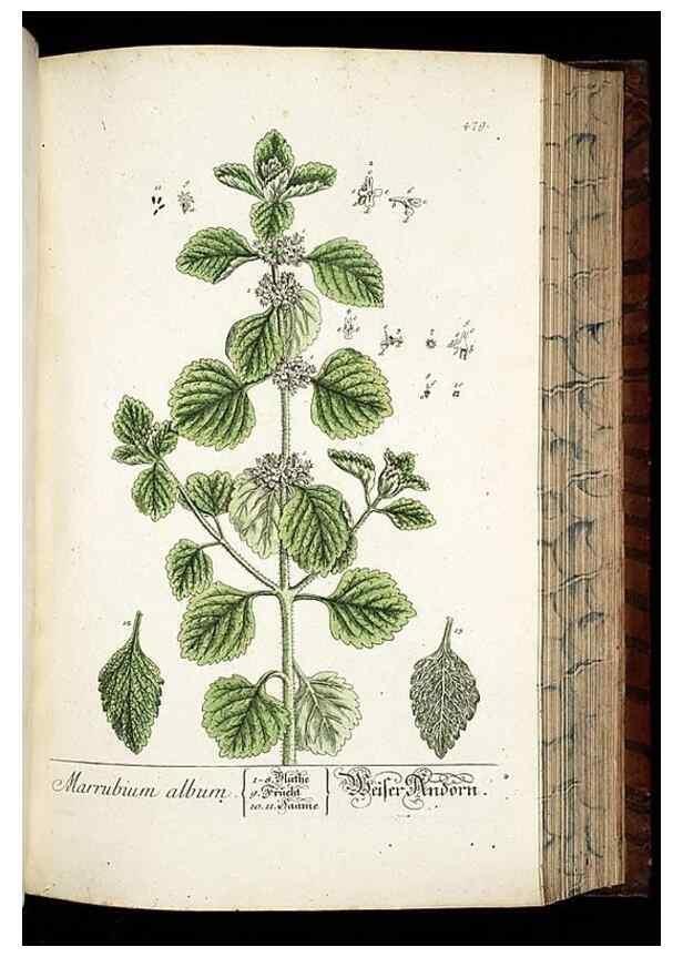 Reproducción/Reproduction 8430056642: Herbarium Blackwellianum emendatum et auctum, id est, Elisabethae Blackwell collectio stirpium. Norimbergae : Typis Io. Iosephi Fleischmanni, 1750-1773.