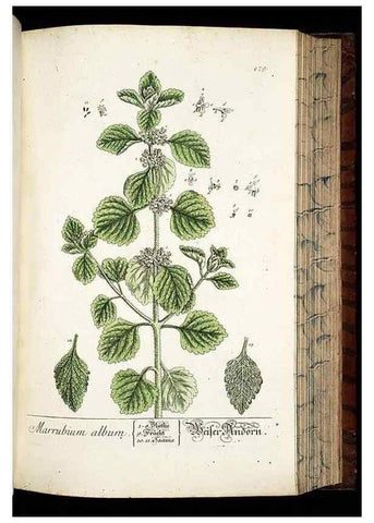 Reproducción/Reproduction 8430056642: Herbarium Blackwellianum emendatum et auctum, id est, Elisabethae Blackwell collectio stirpium. Norimbergae : Typis Io. Iosephi Fleischmanni, 1750-1773.