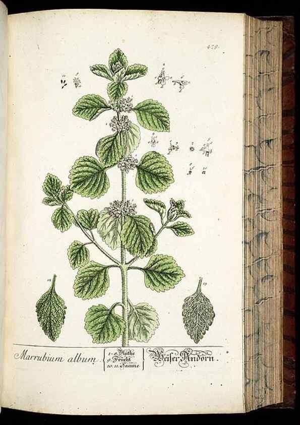Reproducción/Reproduction 8430056642: Herbarium Blackwellianum emendatum et auctum, id est, Elisabethae Blackwell collectio stirpium. Norimbergae : Typis Io. Iosephi Fleischmanni, 1750-1773.