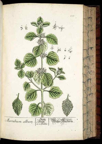 Reproducción/Reproduction 8430056642: Herbarium Blackwellianum emendatum et auctum, id est, Elisabethae Blackwell collectio stirpium. Norimbergae : Typis Io. Iosephi Fleischmanni, 1750-1773.