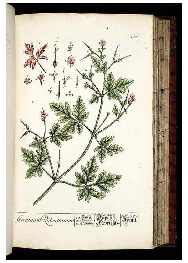 Reproducción/Reproduction 8428968511: Herbarium Blackwellianum emendatum et auctum, id est, Elisabethae Blackwell collectio stirpium. Norimbergae : Typis Io. Iosephi Fleischmanni, 1750-1773.