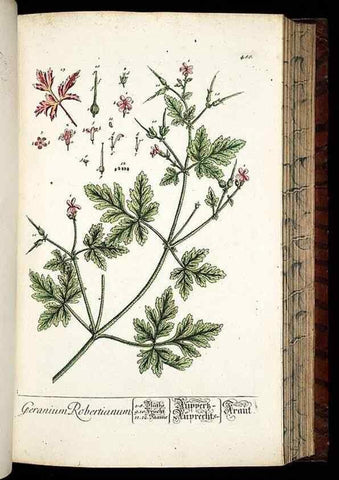 Reproducción/Reproduction 8428968511: Herbarium Blackwellianum emendatum et auctum, id est, Elisabethae Blackwell collectio stirpium. Norimbergae : Typis Io. Iosephi Fleischmanni, 1750-1773.