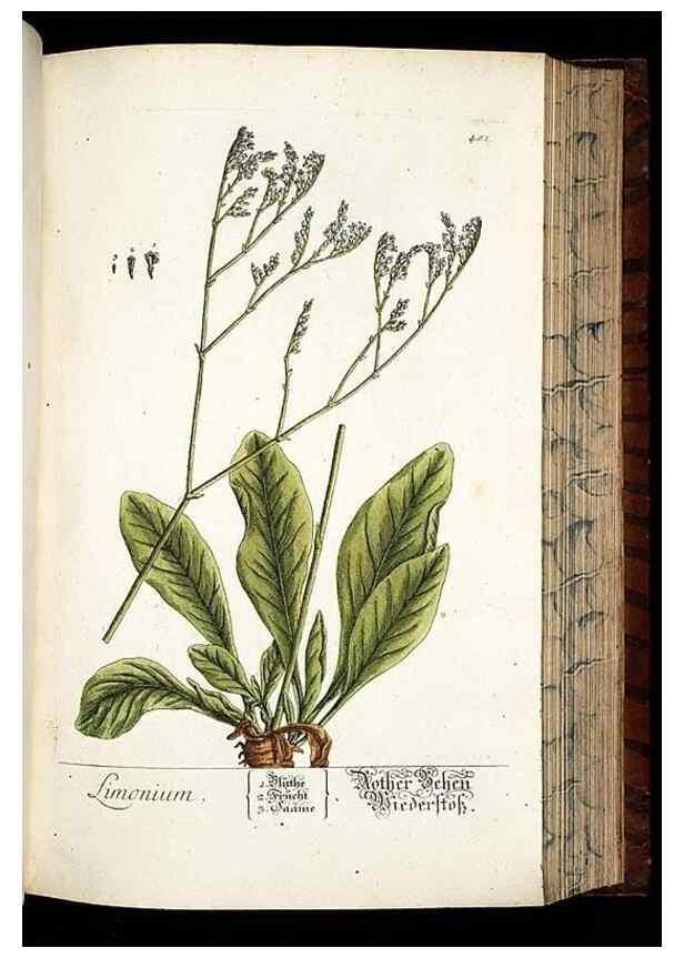 Reproducción/Reproduction 8430057004: Herbarium Blackwellianum emendatum et auctum, id est, Elisabethae Blackwell collectio stirpium. Norimbergae : Typis Io. Iosephi Fleischmanni, 1750-1773.