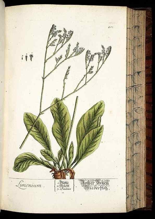 Reproducción/Reproduction 8430057004: Herbarium Blackwellianum emendatum et auctum, id est, Elisabethae Blackwell collectio stirpium. Norimbergae : Typis Io. Iosephi Fleischmanni, 1750-1773.