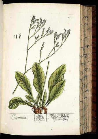 Reproducción/Reproduction 8430057004: Herbarium Blackwellianum emendatum et auctum, id est, Elisabethae Blackwell collectio stirpium. Norimbergae : Typis Io. Iosephi Fleischmanni, 1750-1773.