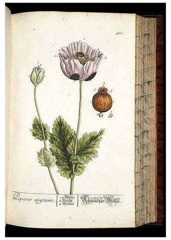 Reproducción/Reproduction 8428968787: Herbarium Blackwellianum emendatum et auctum, id est, Elisabethae Blackwell collectio stirpium. Norimbergae : Typis Io. Iosephi Fleischmanni, 1750-1773.