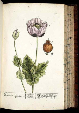Reproducción/Reproduction 8428968787: Herbarium Blackwellianum emendatum et auctum, id est, Elisabethae Blackwell collectio stirpium. Norimbergae : Typis Io. Iosephi Fleischmanni, 1750-1773.
