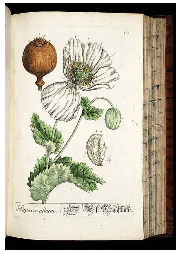 Reproducción/Reproduction 8428969057: Herbarium Blackwellianum emendatum et auctum, id est, Elisabethae Blackwell collectio stirpium. Norimbergae : Typis Io. Iosephi Fleischmanni, 1750-1773.