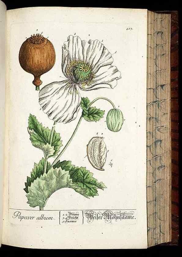 Reproducción/Reproduction 8428969057: Herbarium Blackwellianum emendatum et auctum, id est, Elisabethae Blackwell collectio stirpium. Norimbergae : Typis Io. Iosephi Fleischmanni, 1750-1773.