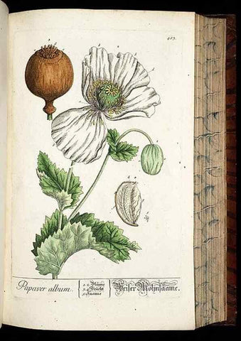 Reproducción/Reproduction 8428969057: Herbarium Blackwellianum emendatum et auctum, id est, Elisabethae Blackwell collectio stirpium. Norimbergae : Typis Io. Iosephi Fleischmanni, 1750-1773.