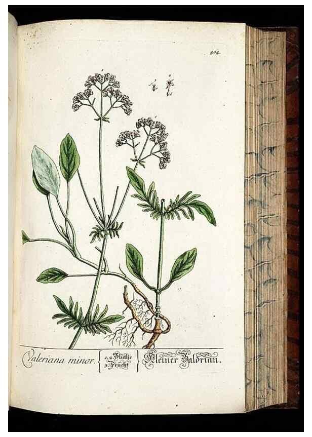 Reproducción/Reproduction 8428969289: Herbarium Blackwellianum emendatum et auctum, id est, Elisabethae Blackwell collectio stirpium. Norimbergae : Typis Io. Iosephi Fleischmanni, 1750-1773.
