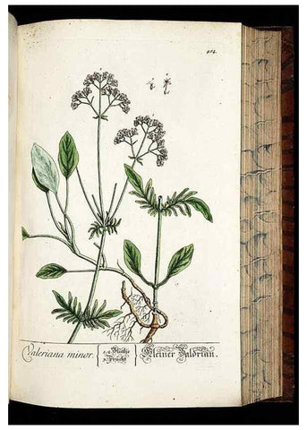 Reproducción/Reproduction 8428969289: Herbarium Blackwellianum emendatum et auctum, id est, Elisabethae Blackwell collectio stirpium. Norimbergae : Typis Io. Iosephi Fleischmanni, 1750-1773.