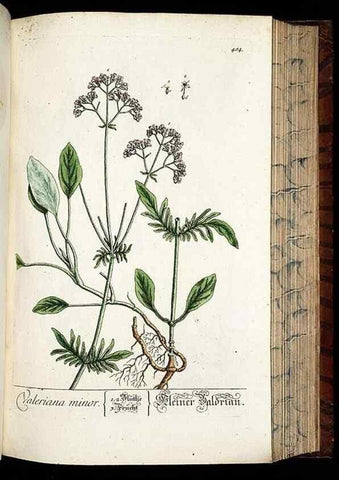 Reproducción/Reproduction 8428969289: Herbarium Blackwellianum emendatum et auctum, id est, Elisabethae Blackwell collectio stirpium. Norimbergae : Typis Io. Iosephi Fleischmanni, 1750-1773.