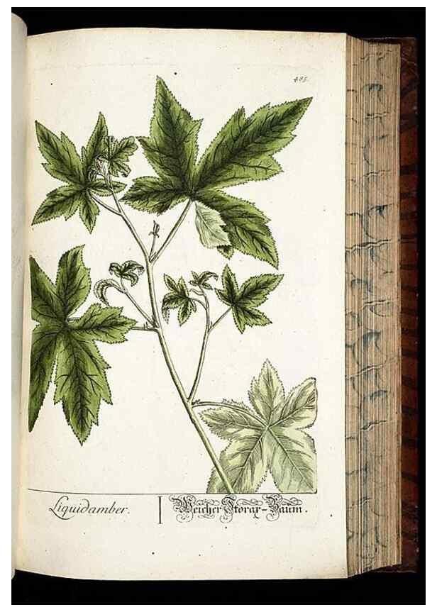 Reproducción/Reproduction 8428969483: Herbarium Blackwellianum emendatum et auctum, id est, Elisabethae Blackwell collectio stirpium. Norimbergae : Typis Io. Iosephi Fleischmanni, 1750-1773.
