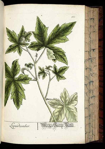 Reproducción/Reproduction 8428969483: Herbarium Blackwellianum emendatum et auctum, id est, Elisabethae Blackwell collectio stirpium. Norimbergae : Typis Io. Iosephi Fleischmanni, 1750-1773.