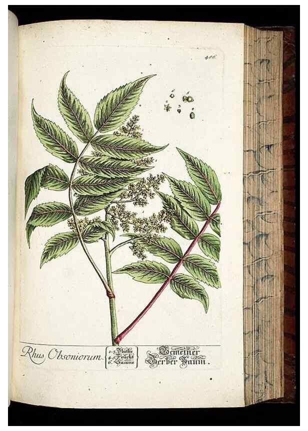 Reproducción/Reproduction 8428969669: Herbarium Blackwellianum emendatum et auctum, id est, Elisabethae Blackwell collectio stirpium. Norimbergae : Typis Io. Iosephi Fleischmanni, 1750-1773.