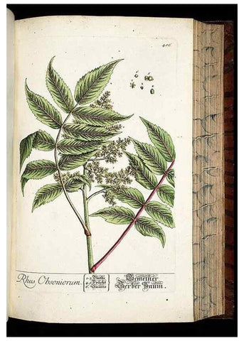 Reproducción/Reproduction 8428969669: Herbarium Blackwellianum emendatum et auctum, id est, Elisabethae Blackwell collectio stirpium. Norimbergae : Typis Io. Iosephi Fleischmanni, 1750-1773.