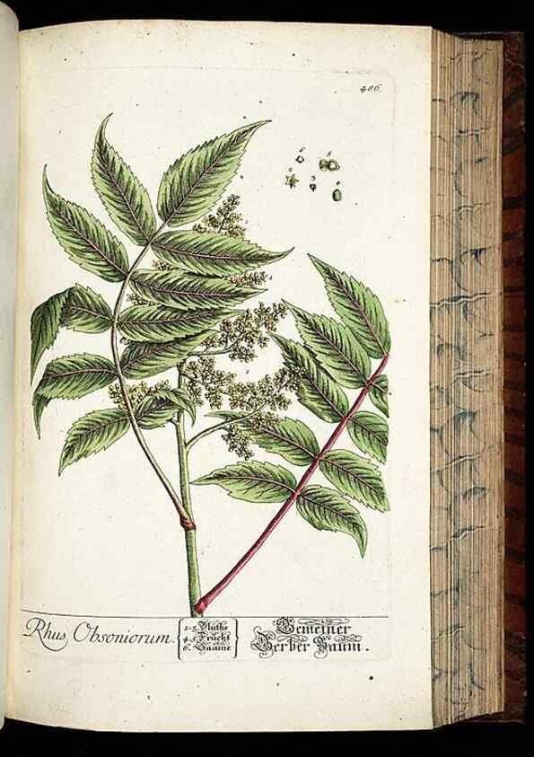 Reproducción/Reproduction 8428969669: Herbarium Blackwellianum emendatum et auctum, id est, Elisabethae Blackwell collectio stirpium. Norimbergae : Typis Io. Iosephi Fleischmanni, 1750-1773.
