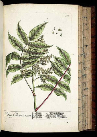 Reproducción/Reproduction 8428969669: Herbarium Blackwellianum emendatum et auctum, id est, Elisabethae Blackwell collectio stirpium. Norimbergae : Typis Io. Iosephi Fleischmanni, 1750-1773.
