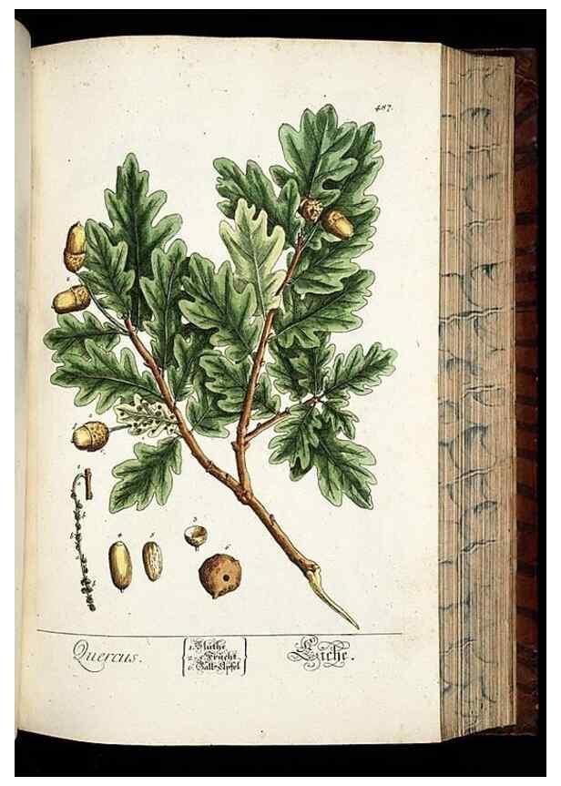 Reproducción/Reproduction 8428969835: Herbarium Blackwellianum emendatum et auctum, id est, Elisabethae Blackwell collectio stirpium. Norimbergae : Typis Io. Iosephi Fleischmanni, 1750-1773.