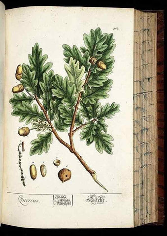 Reproducción/Reproduction 8428969835: Herbarium Blackwellianum emendatum et auctum, id est, Elisabethae Blackwell collectio stirpium. Norimbergae : Typis Io. Iosephi Fleischmanni, 1750-1773.
