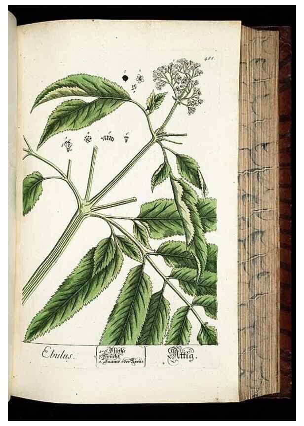 Reproducción/Reproduction 8430058412: Herbarium Blackwellianum emendatum et auctum, id est, Elisabethae Blackwell collectio stirpium. Norimbergae : Typis Io. Iosephi Fleischmanni, 1750-1773.