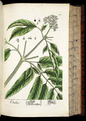 Reproducción/Reproduction 8430058412: Herbarium Blackwellianum emendatum et auctum, id est, Elisabethae Blackwell collectio stirpium. Norimbergae : Typis Io. Iosephi Fleischmanni, 1750-1773.