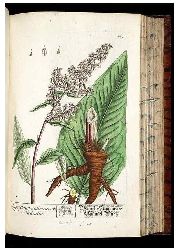 Reproducción/Reproduction 8430058712: Herbarium Blackwellianum emendatum et auctum, id est, Elisabethae Blackwell collectio stirpium. Norimbergae : Typis Io. Iosephi Fleischmanni, 1750-1773.