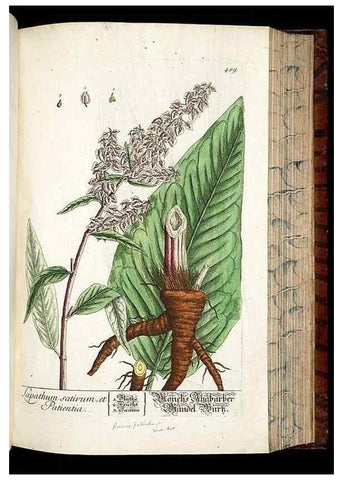 Reproducción/Reproduction 8430058712: Herbarium Blackwellianum emendatum et auctum, id est, Elisabethae Blackwell collectio stirpium. Norimbergae : Typis Io. Iosephi Fleischmanni, 1750-1773.