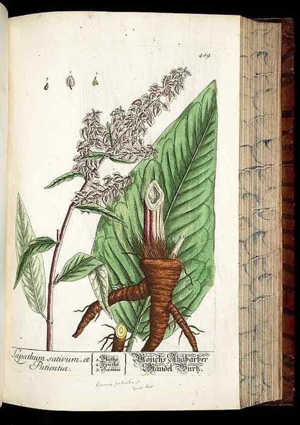 Reproducción/Reproduction 8430058712: Herbarium Blackwellianum emendatum et auctum, id est, Elisabethae Blackwell collectio stirpium. Norimbergae : Typis Io. Iosephi Fleischmanni, 1750-1773.