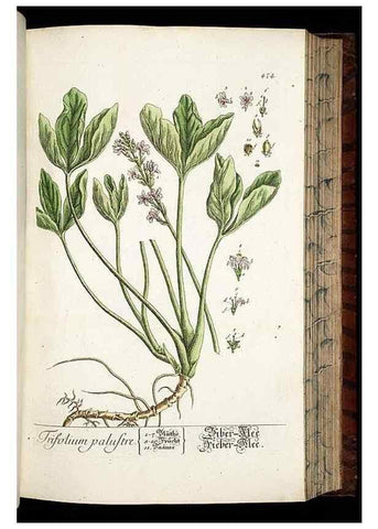 Reproducción/Reproduction 8430055626: Herbarium Blackwellianum emendatum et auctum, id est, Elisabethae Blackwell collectio stirpium. Norimbergae : Typis Io. Iosephi Fleischmanni, 1750-1773.