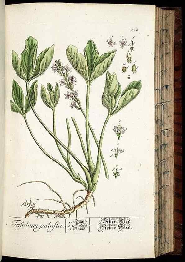Reproducción/Reproduction 8430055626: Herbarium Blackwellianum emendatum et auctum, id est, Elisabethae Blackwell collectio stirpium. Norimbergae : Typis Io. Iosephi Fleischmanni, 1750-1773.