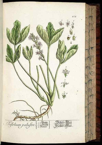 Reproducción/Reproduction 8430055626: Herbarium Blackwellianum emendatum et auctum, id est, Elisabethae Blackwell collectio stirpium. Norimbergae : Typis Io. Iosephi Fleischmanni, 1750-1773.