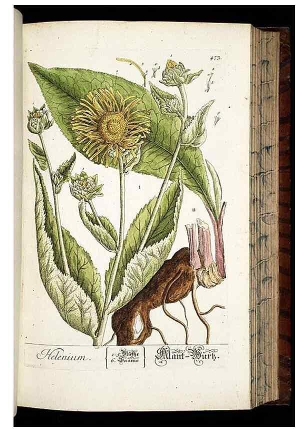 Reproducción/Reproduction 8430055324: Herbarium Blackwellianum emendatum et auctum, id est, Elisabethae Blackwell collectio stirpium. Norimbergae : Typis Io. Iosephi Fleischmanni, 1750-1773.