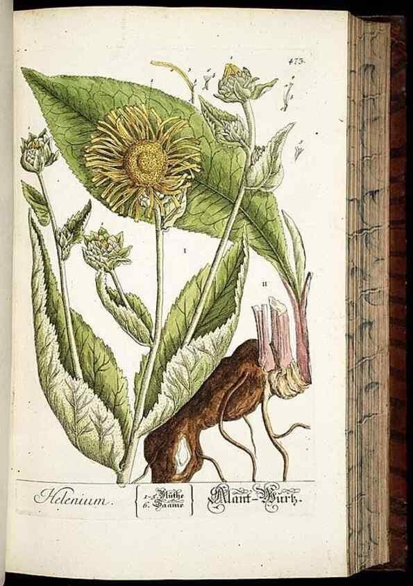 Reproducción/Reproduction 8430055324: Herbarium Blackwellianum emendatum et auctum, id est, Elisabethae Blackwell collectio stirpium. Norimbergae : Typis Io. Iosephi Fleischmanni, 1750-1773.