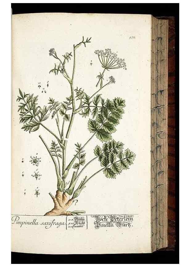 Reproducción/Reproduction 8428966723: Herbarium Blackwellianum emendatum et auctum, id est, Elisabethae Blackwell collectio stirpium. Norimbergae : Typis Io. Iosephi Fleischmanni, 1750-1773.
