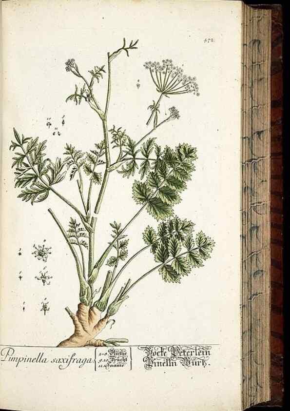Reproducción/Reproduction 8428966723: Herbarium Blackwellianum emendatum et auctum, id est, Elisabethae Blackwell collectio stirpium. Norimbergae : Typis Io. Iosephi Fleischmanni, 1750-1773.