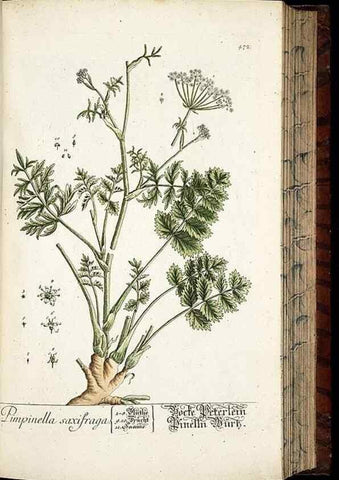 Reproducción/Reproduction 8428966723: Herbarium Blackwellianum emendatum et auctum, id est, Elisabethae Blackwell collectio stirpium. Norimbergae : Typis Io. Iosephi Fleischmanni, 1750-1773.