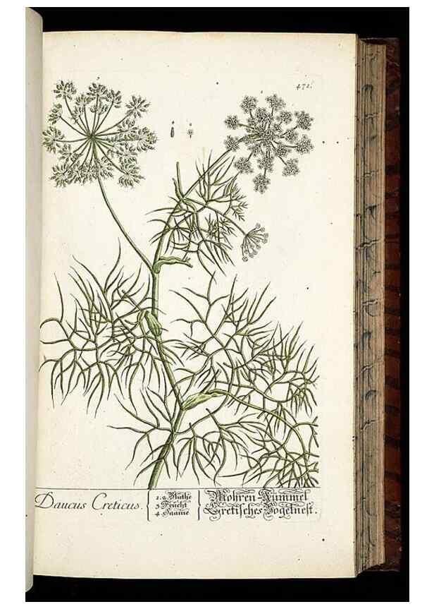 Reproducción/Reproduction 8428966605: Herbarium Blackwellianum emendatum et auctum, id est, Elisabethae Blackwell collectio stirpium. Norimbergae : Typis Io. Iosephi Fleischmanni, 1750-1773.