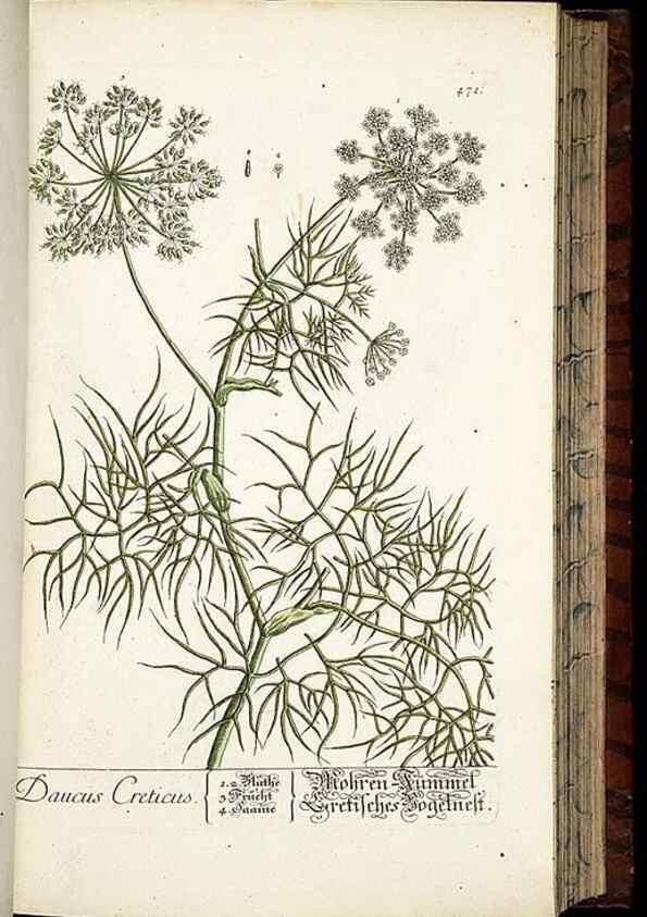 Reproducción/Reproduction 8428966605: Herbarium Blackwellianum emendatum et auctum, id est, Elisabethae Blackwell collectio stirpium. Norimbergae : Typis Io. Iosephi Fleischmanni, 1750-1773.