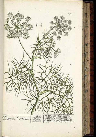 Reproducción/Reproduction 8428966605: Herbarium Blackwellianum emendatum et auctum, id est, Elisabethae Blackwell collectio stirpium. Norimbergae : Typis Io. Iosephi Fleischmanni, 1750-1773.