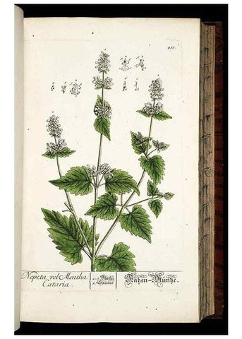 Reproducción/Reproduction 8430051294: Herbarium Blackwellianum emendatum et auctum, id est, Elisabethae Blackwell collectio stirpium. Norimbergae : Typis Io. Iosephi Fleischmanni, 1750-1773.