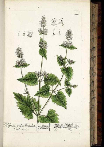 Reproducción/Reproduction 8430051294: Herbarium Blackwellianum emendatum et auctum, id est, Elisabethae Blackwell collectio stirpium. Norimbergae : Typis Io. Iosephi Fleischmanni, 1750-1773.