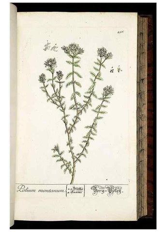 Reproducción/Reproduction 8430051420: Herbarium Blackwellianum emendatum et auctum, id est, Elisabethae Blackwell collectio stirpium. Norimbergae : Typis Io. Iosephi Fleischmanni, 1750-1773.