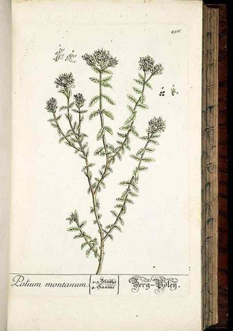Reproducción/Reproduction 8430051420: Herbarium Blackwellianum emendatum et auctum, id est, Elisabethae Blackwell collectio stirpium. Norimbergae : Typis Io. Iosephi Fleischmanni, 1750-1773.