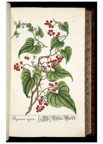 Reproducción/Reproduction 8428963319: Herbarium Blackwellianum emendatum et auctum, id est, Elisabethae Blackwell collectio stirpium. Norimbergae : Typis Io. Iosephi Fleischmanni, 1750-1773.