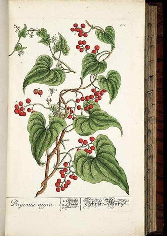 Reproducción/Reproduction 8428963319: Herbarium Blackwellianum emendatum et auctum, id est, Elisabethae Blackwell collectio stirpium. Norimbergae : Typis Io. Iosephi Fleischmanni, 1750-1773.